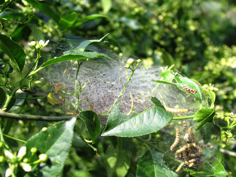 Euonymus europaeus L./ Fusaggine con processionaria